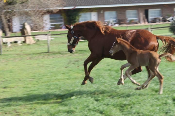 圣塔克里斯蒂纳阿鲁 Residential Horse Club Costa Brava旅舍 客房 照片