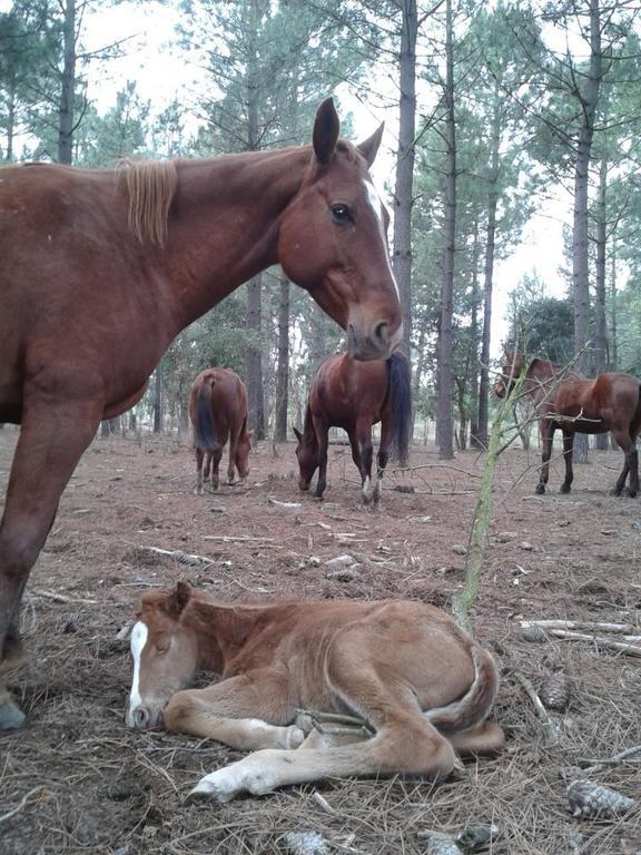 圣塔克里斯蒂纳阿鲁 Residential Horse Club Costa Brava旅舍 外观 照片